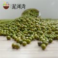 Calidad superior Green Mung Bean para el uso del brote